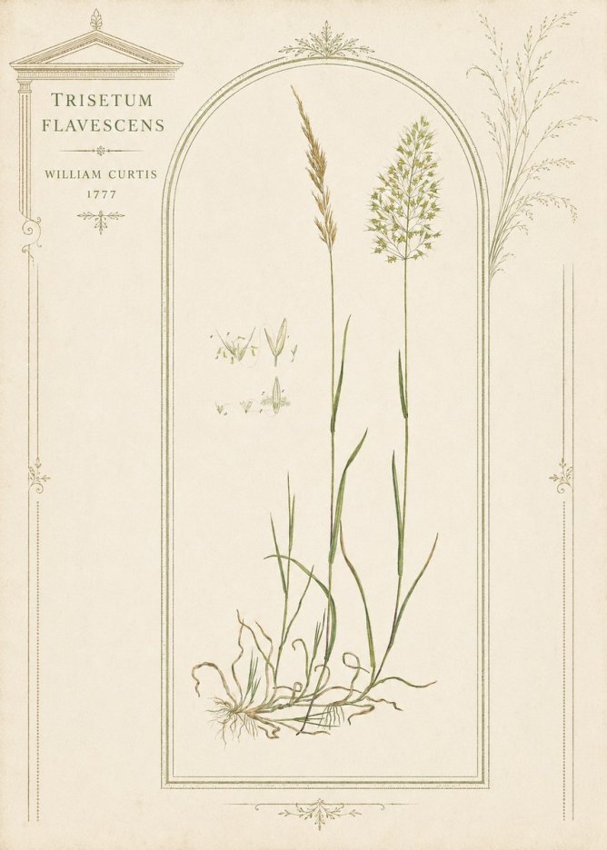 William Curtis Trisetum Flavescens II No3 - Poster