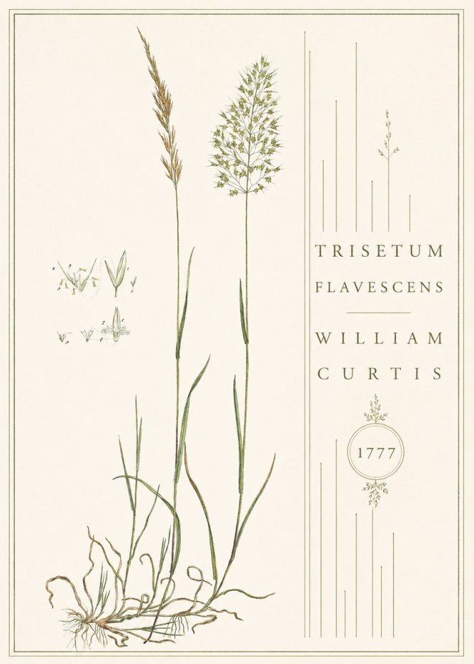 William Curtis Trisetum Flavescens II No4 - Poster