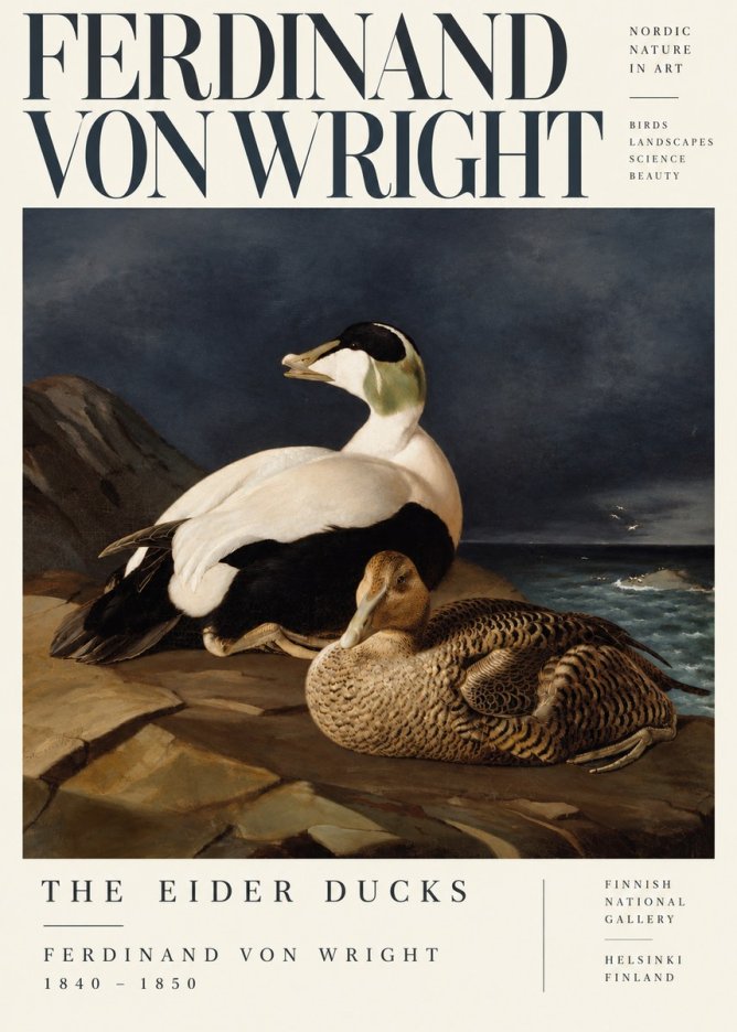 Ferdinand von Wright Eiders on a Rocky Shore No5 - Poster