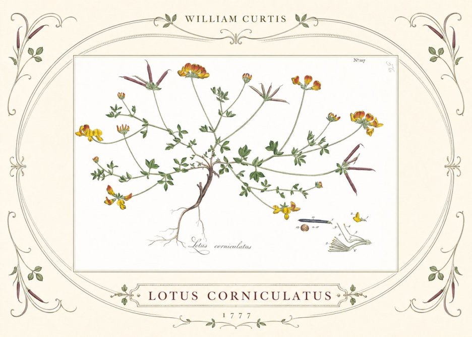 William Curtis Lotus Corniculatus II No3 - Poster