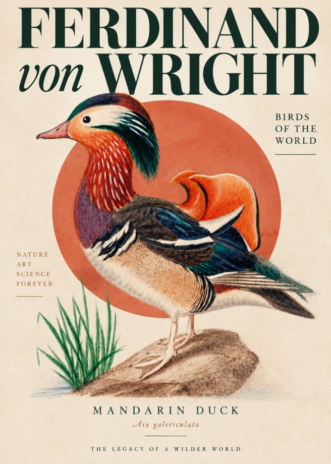 Ferdinand von Wright Mandarin Duck No4 - Poster