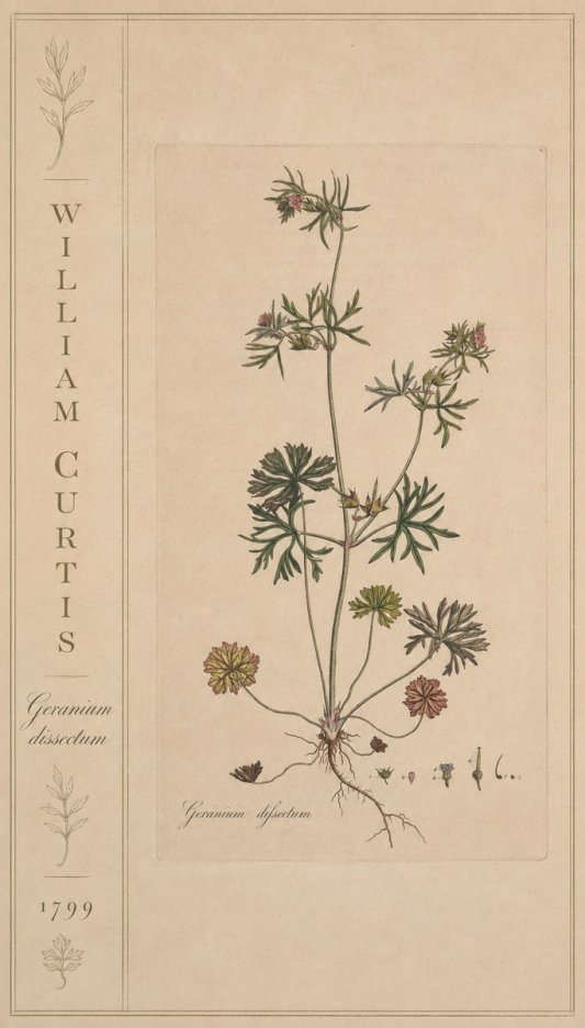 William Curtis Geranium Dissectum II No2 - Poster