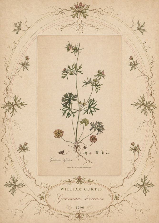 William Curtis Geranium Dissectum II No5 - Poster