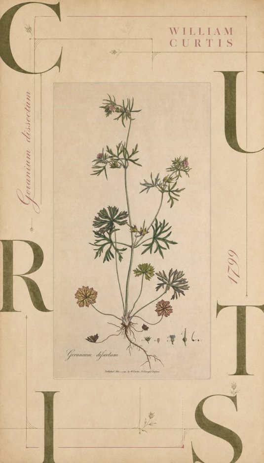 William Curtis Geranium Dissectum II No6 - Poster