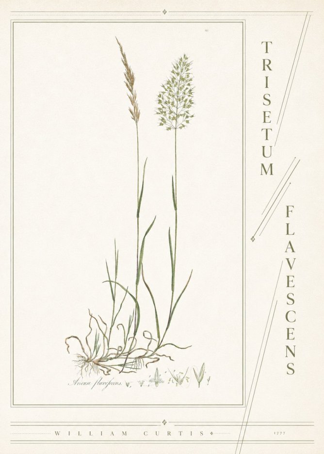 William Curtis Trisetum Flavescens III No4 - Poster