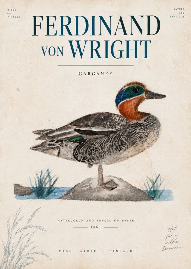 Ferdinand von Wright Garganey No6 - Poster