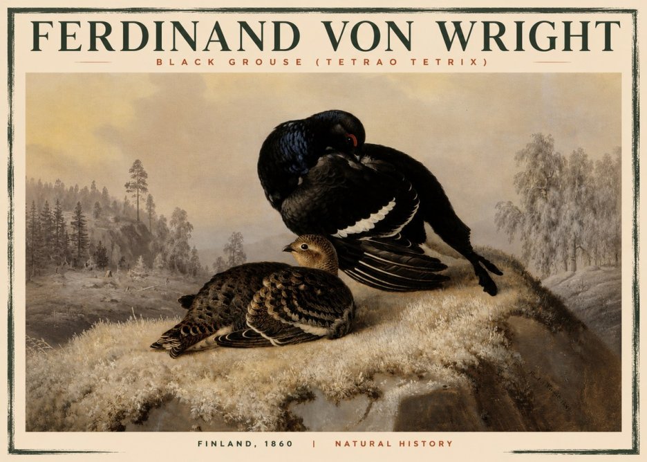 Ferdinand von Wright Black Grouse (Tetrao Tetrix) No2 - Poster