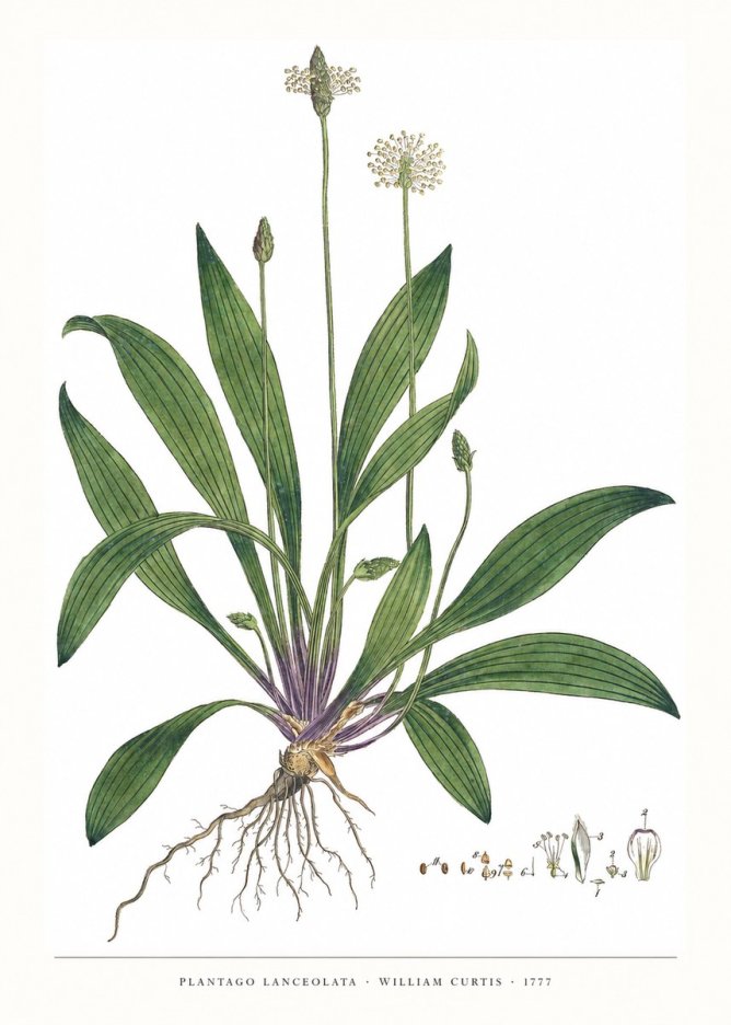 William Curtis Plantago Lanceolata IV No6 - Poster