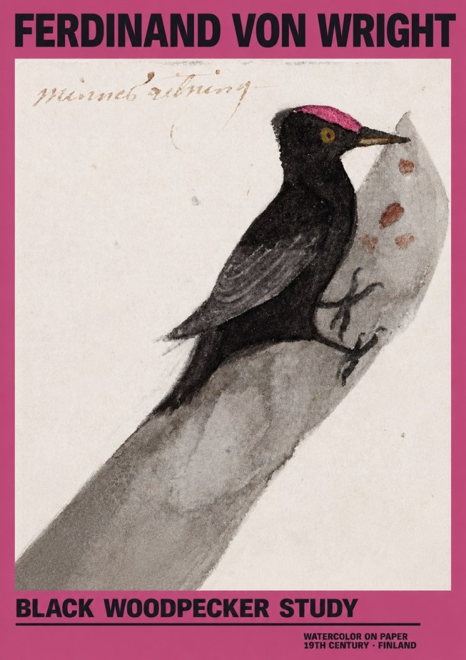 Ferdinand von Wright Black Woodpecker Study No2 - Poster
