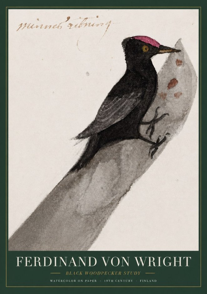 Ferdinand von Wright Black Woodpecker Study No3 - Poster