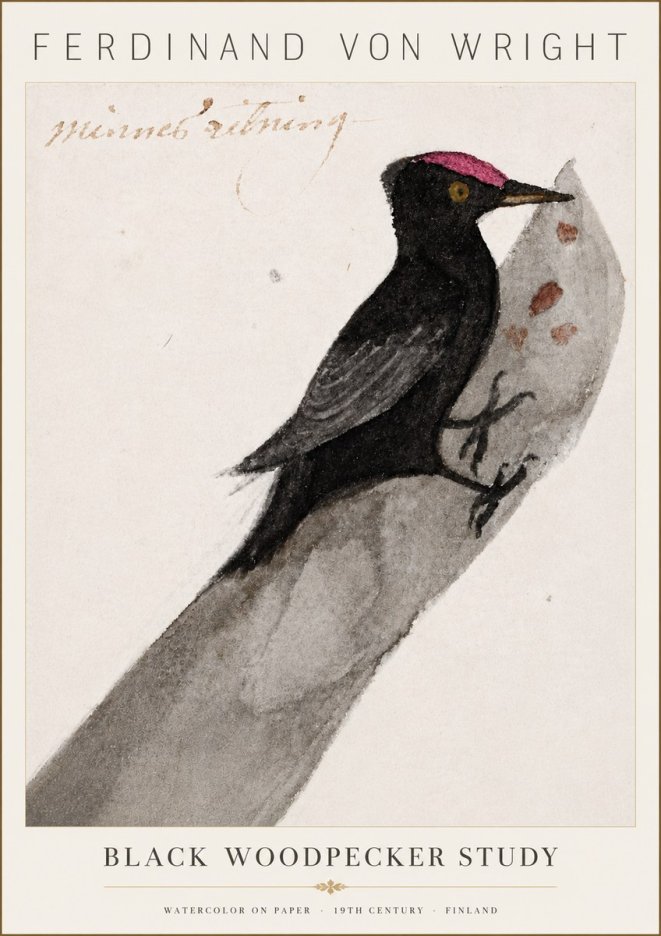 Ferdinand von Wright Black Woodpecker Study No6 - Poster