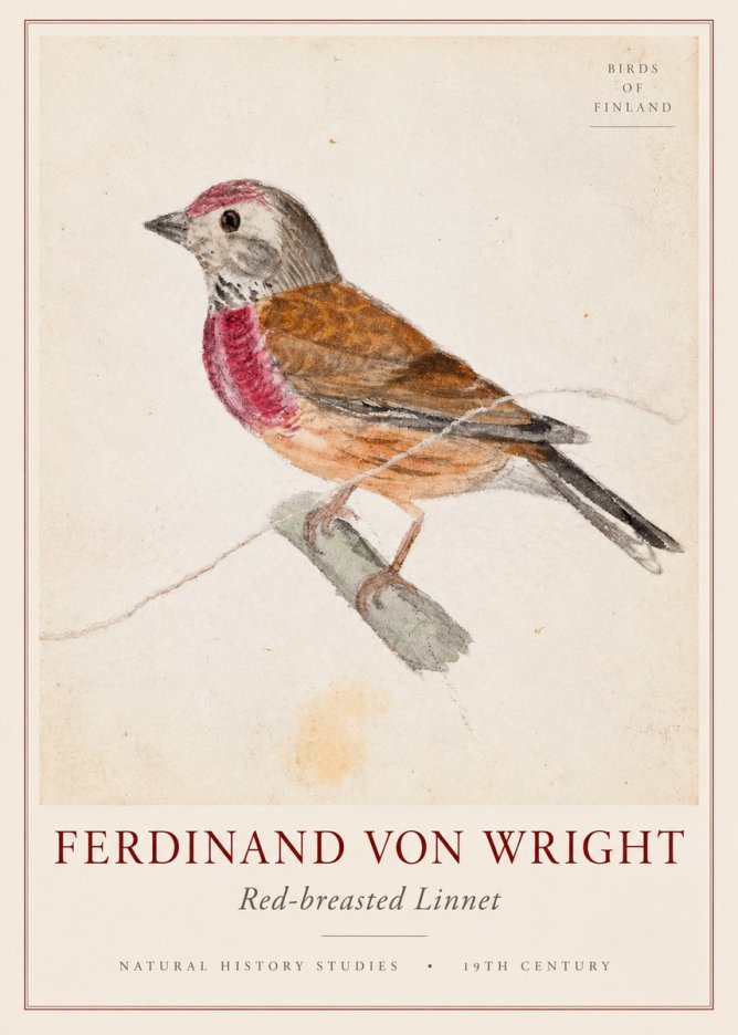 Ferdinand von Wright Bird Study No3 - Poster