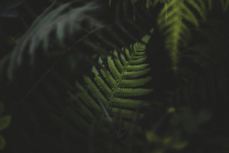 Uploaded
wallpaper