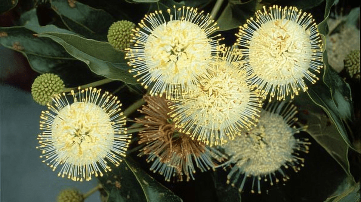 Florets Radiance