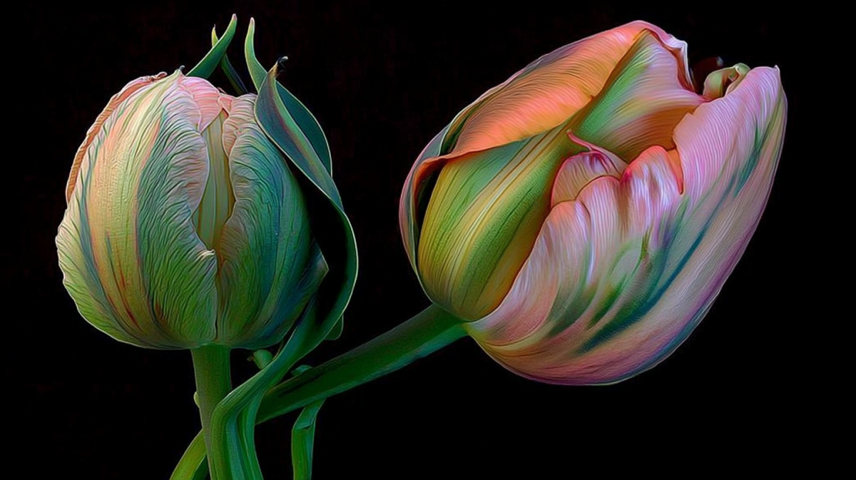 Tulip Grace