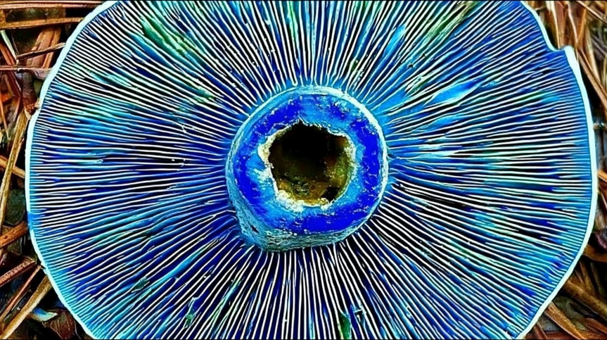 Mushroom Burst