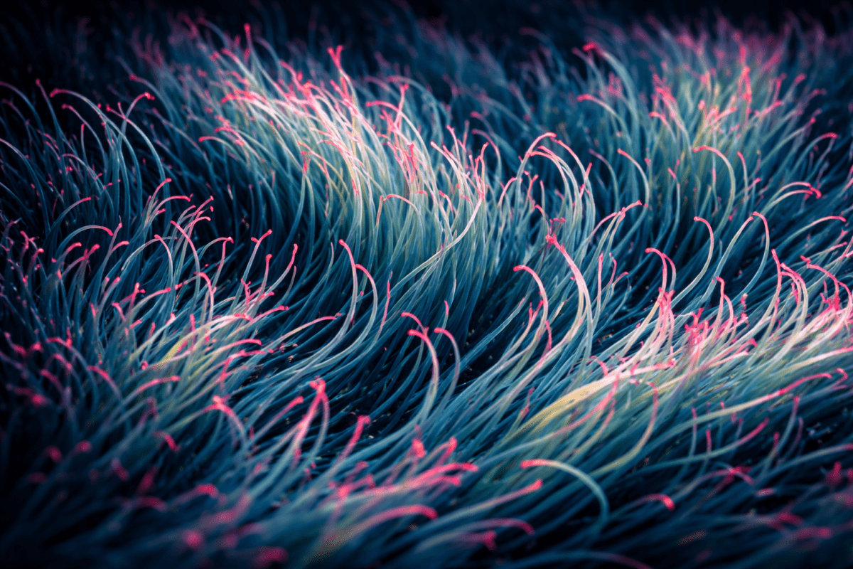 Twilight Meadow