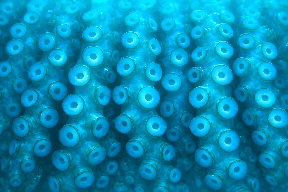 Abyssal Orbs