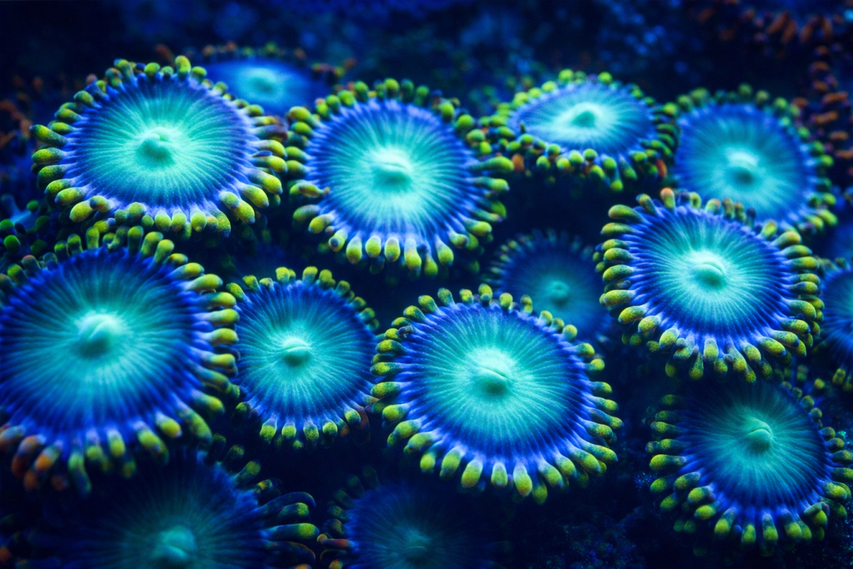 Coral Kaleidoscope