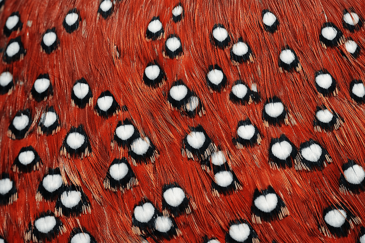 Poppy Mosaic