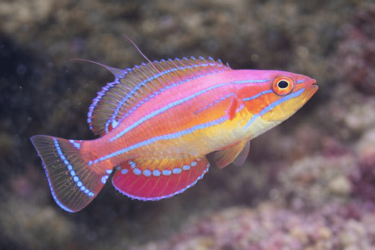 Vivid Coral Mirage