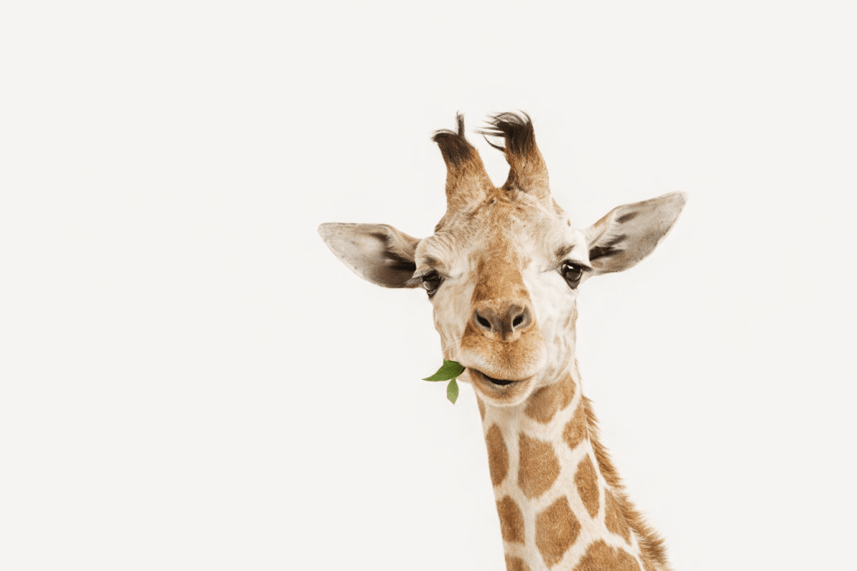 Savanna Sentiment