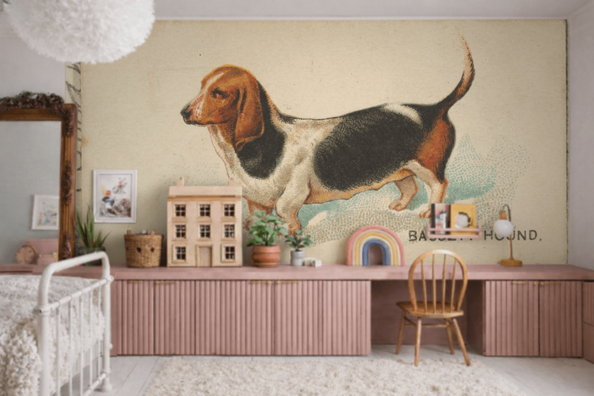 Basset Curiosity