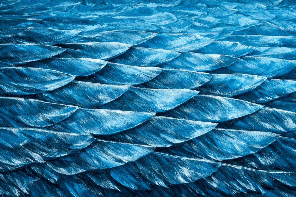 Cerulean Scales