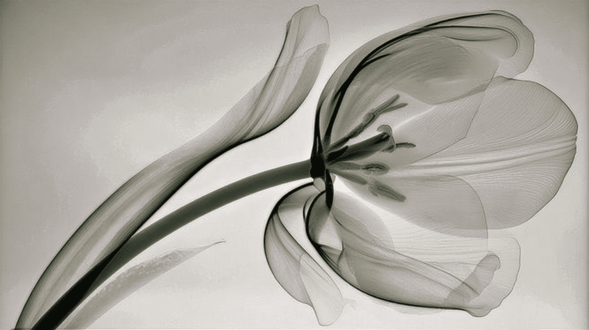 Ethereal Blossom