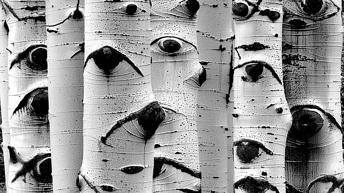 Gaze Through Bark