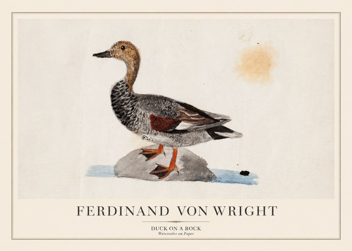 Ferdinand von Wright Duck on a Rock No1 - Poster