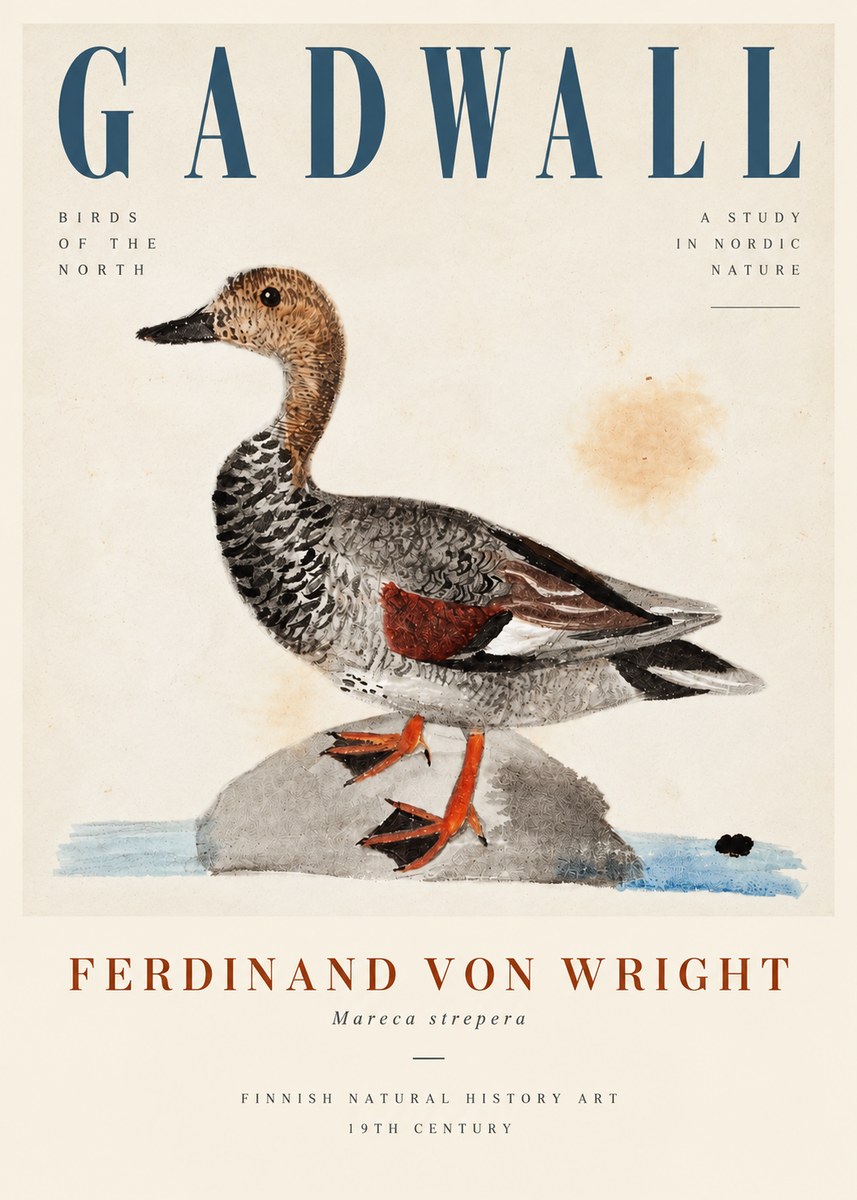 Ferdinand von Wright Duck on a Rock No5 - Poster