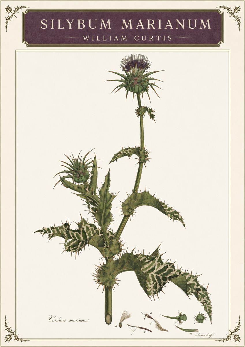 William Curtis Silybum Marianum No3 - Poster