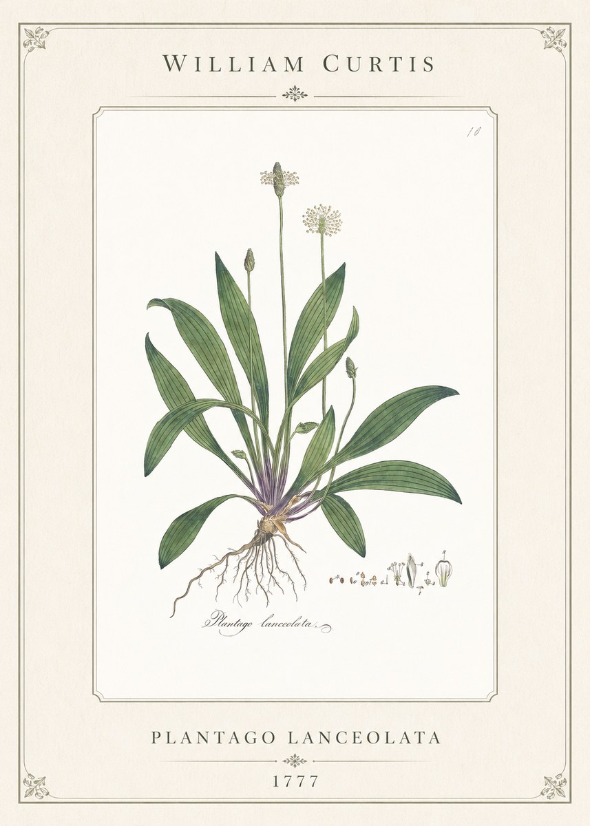 William Curtis Plantago Lanceolata I No1 - Poster