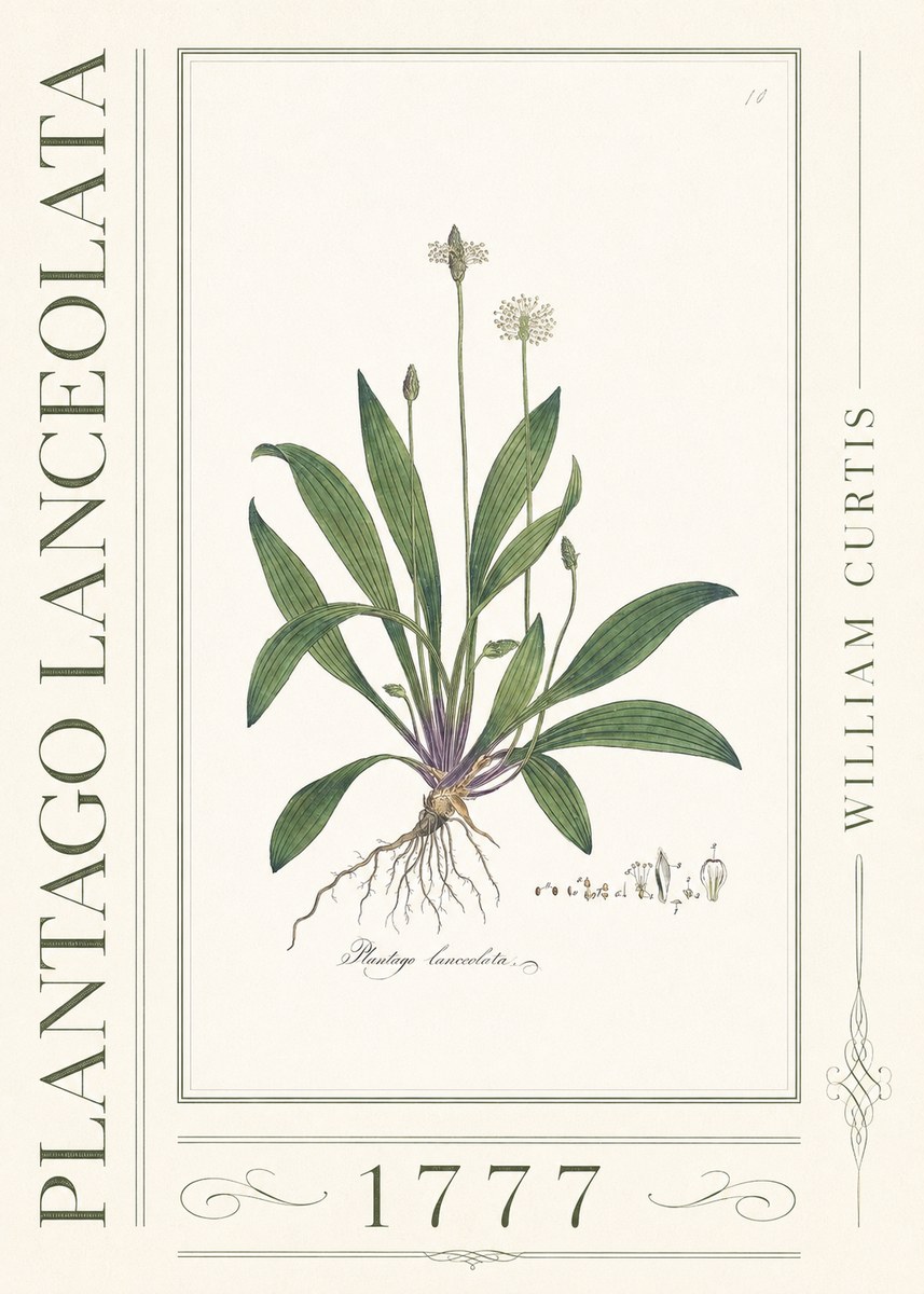 William Curtis Plantago Lanceolata I No3 - Poster