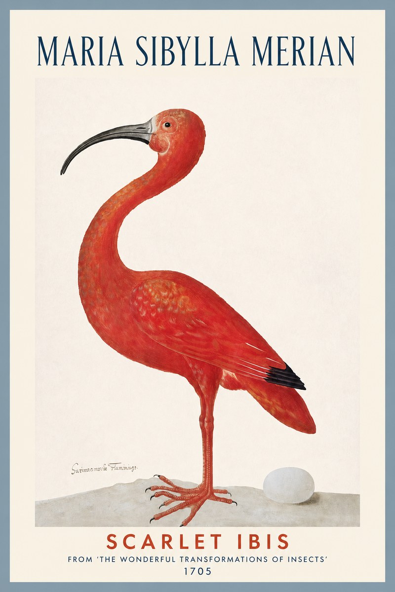 Maria Sibylla Merian Scarlet Ibis No2 - Poster