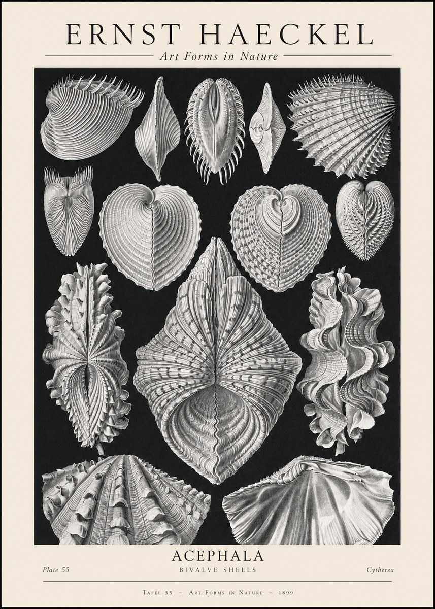Ernst Haeckel Acephala — Brachiopods Plate 55 — Cytherea. No2 - Poster