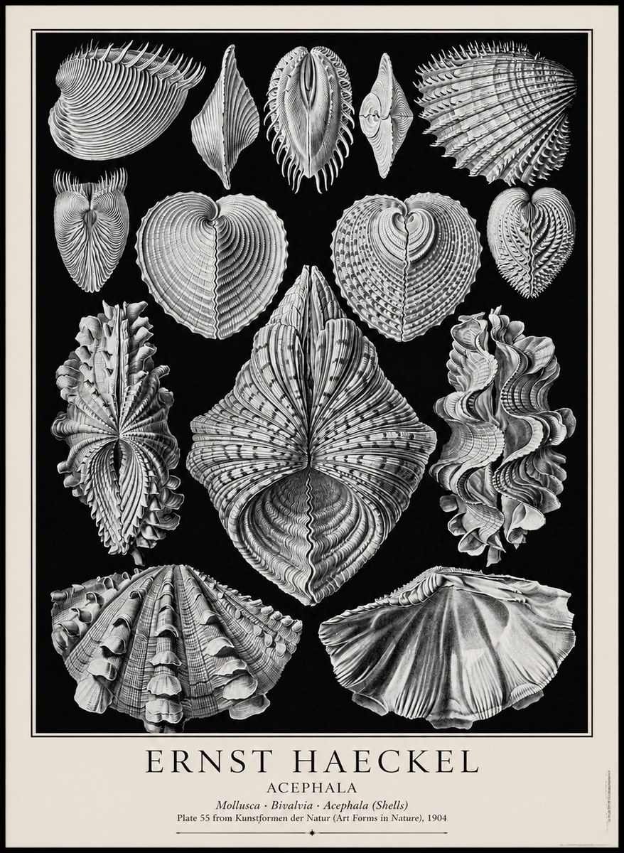Ernst Haeckel Acephala — Brachiopods Plate 55 — Cytherea. No4 - Poster
