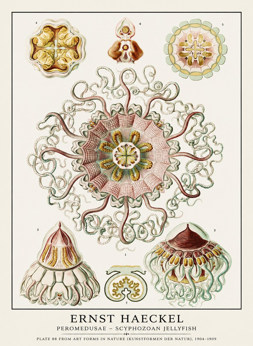 Ernst Haeckel Peromedusae – Discomedusae No3 - Poster