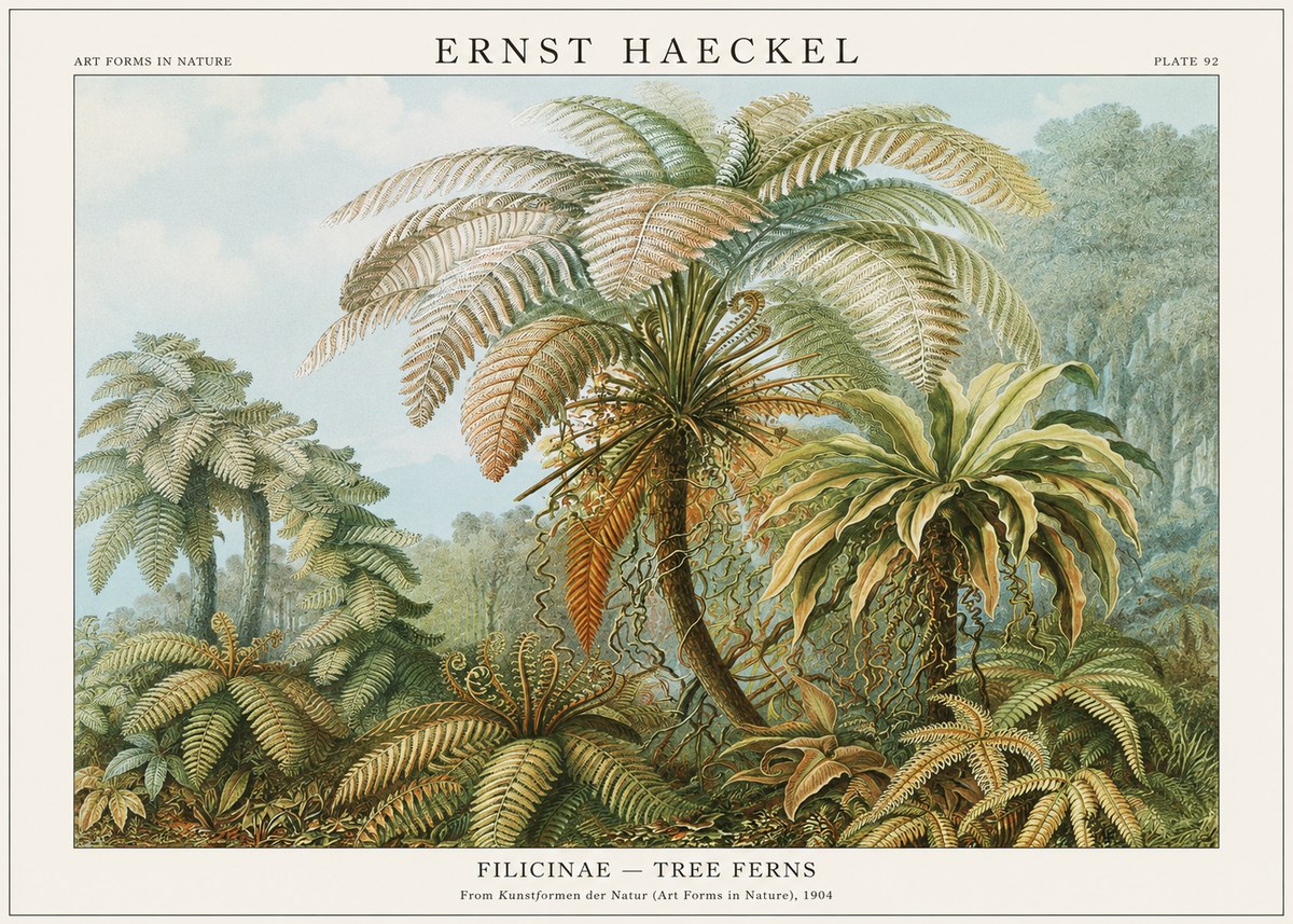 Ernst Haeckel Filicinae – Tree Ferns No1 - Poster