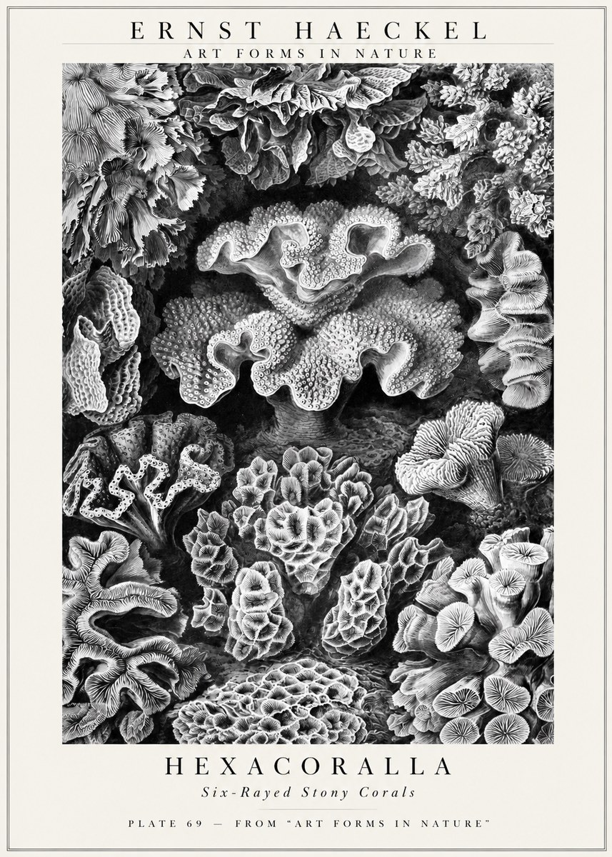 Ernst Haeckel Hexacorallia No3 - Poster