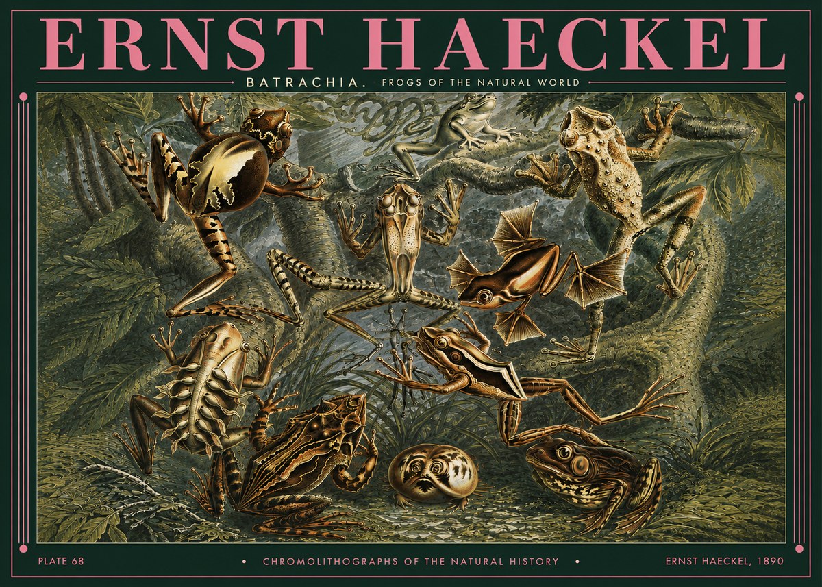 Ernst Haeckel Frogs of the Natural World No3 - Poster