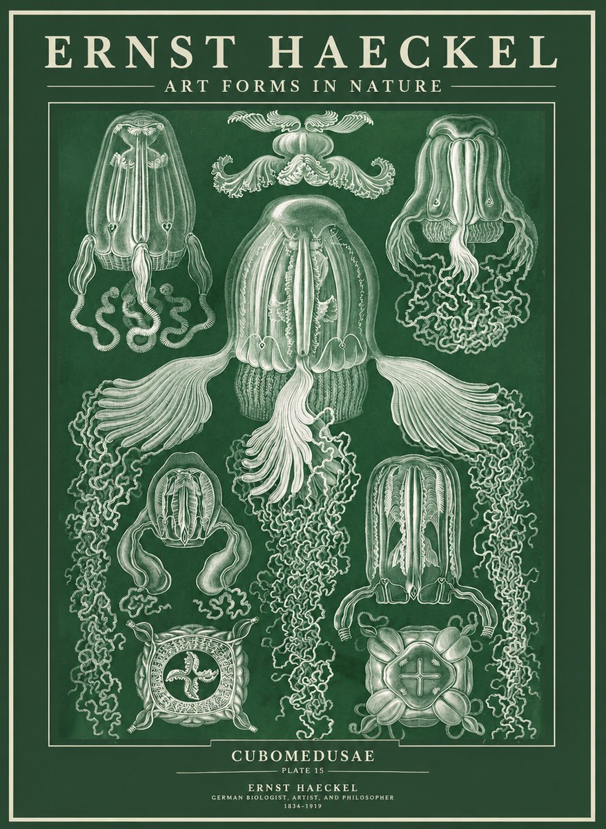 Ernst Haeckel Cubomedusae No3 - Poster