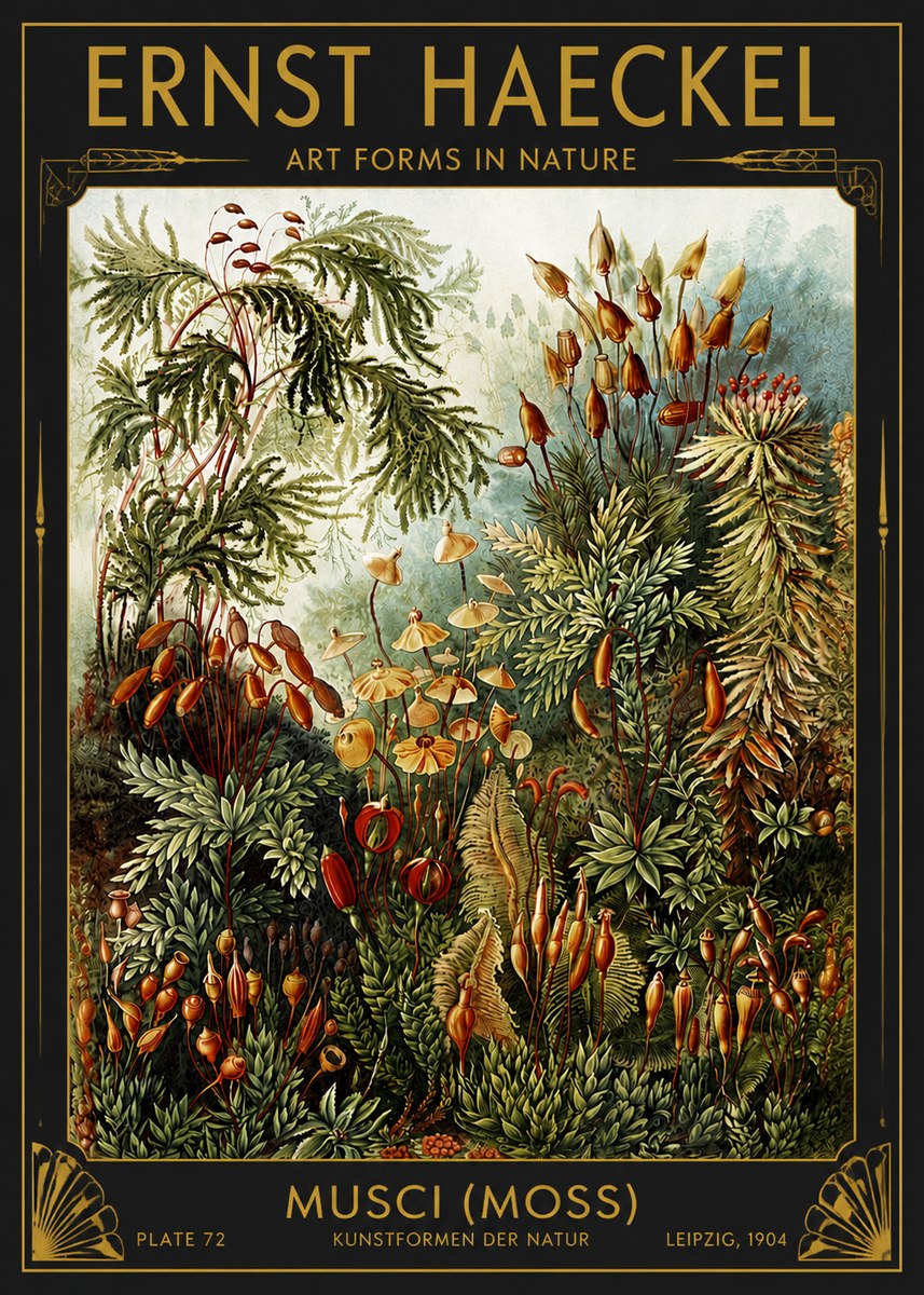 Ernst Haeckel Musci (Moss) No4 - Poster