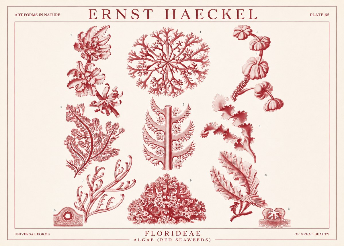 Ernst Haeckel Florideae (Red Seaweeds) No1 - Poster