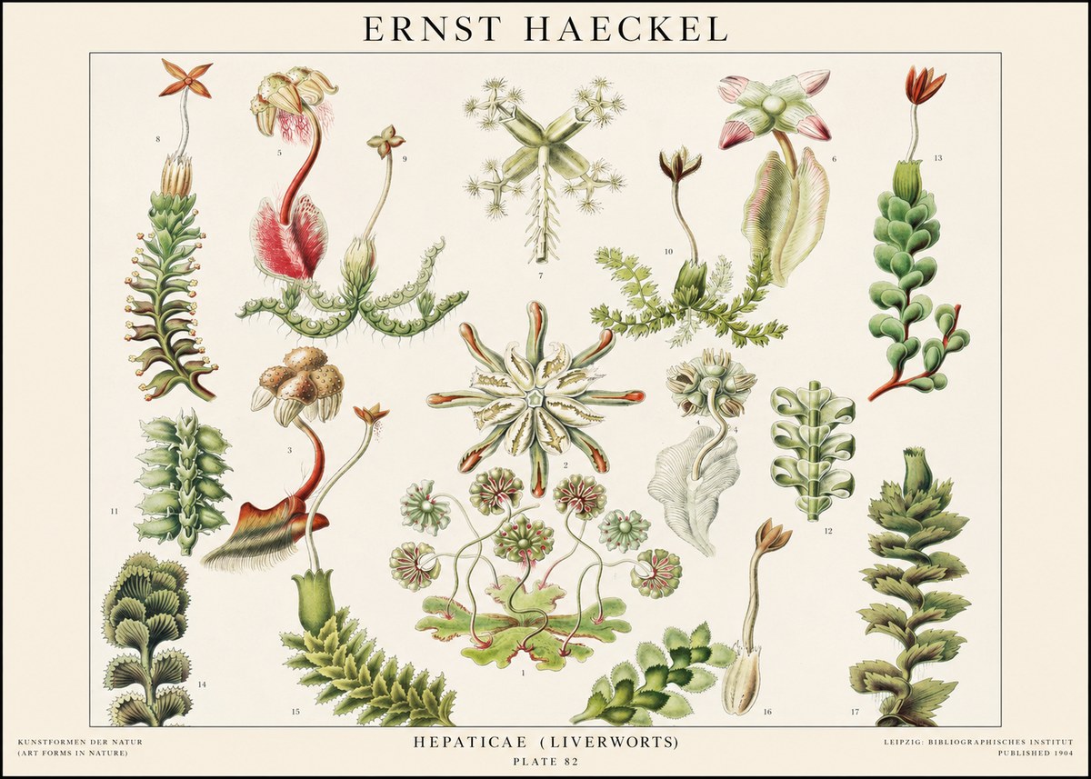 Ernst Haeckel Hepaticae (Liverworts) - Plate 82 No1 - Poster