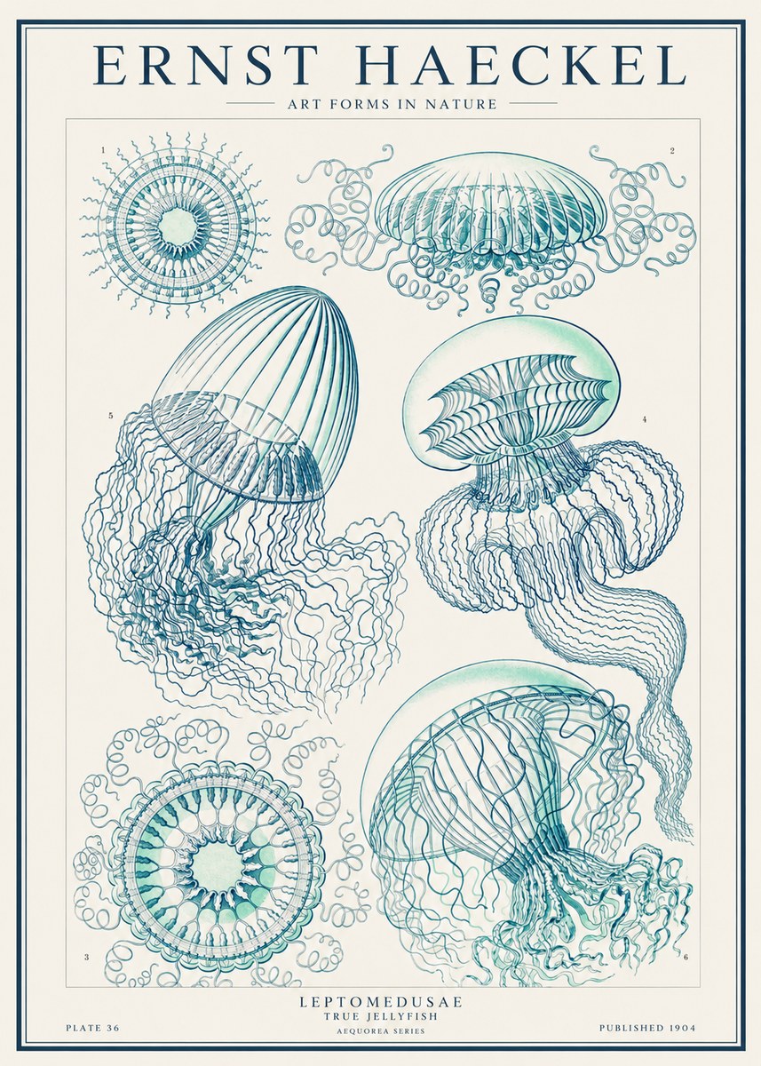 Ernst Haeckel Leptomedusae True Jellyfish No1 - Poster