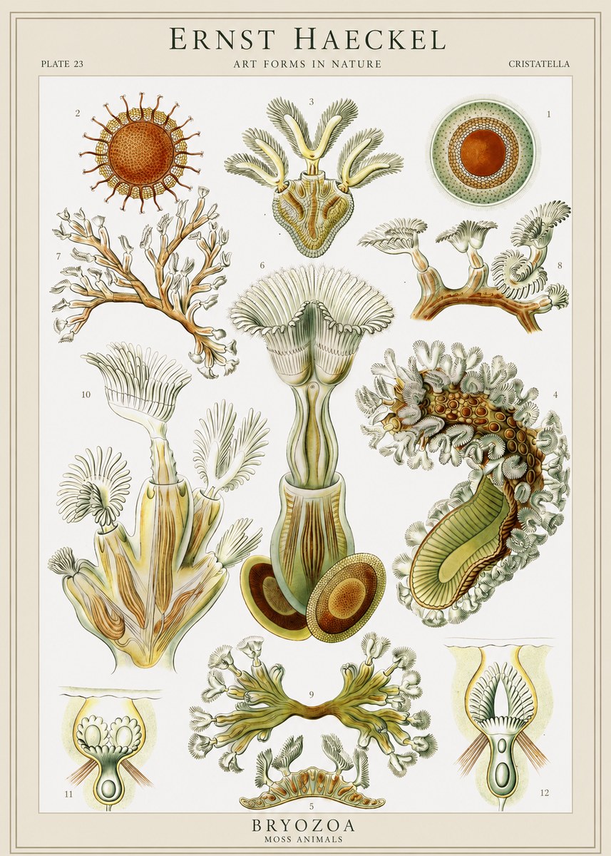 Ernst Haeckel Cristatella No1 - Poster