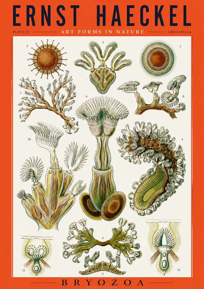 Ernst Haeckel Cristatella No3 - Poster
