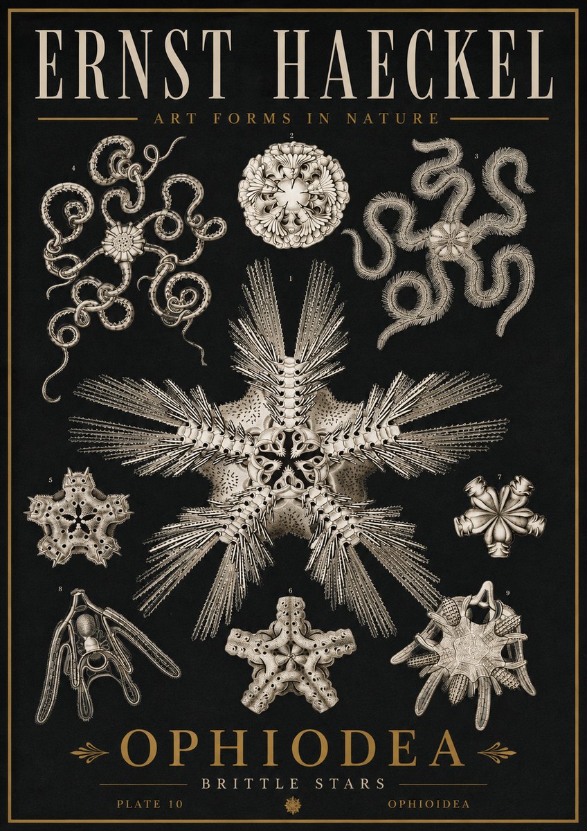 Ernst Haeckel Ophiodea - Brittle Stars I No5 - Poster